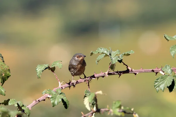 Brillant De Loiseau La Gorgebleue à Miroir Chante La