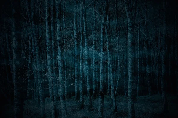 Жуткий туманный лес ночью — стоковое фото