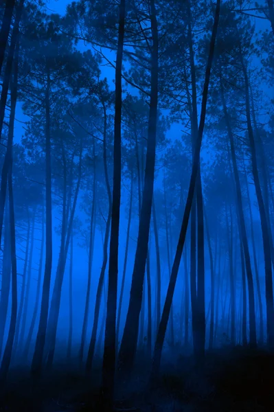 Bosque azul — Foto de Stock