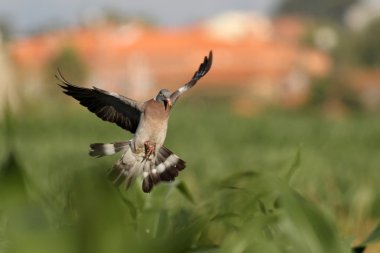 ahşap güvercin açılış