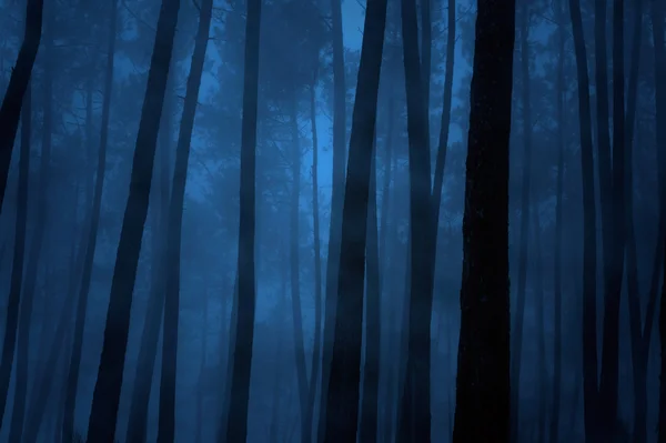 Blå skogen — Stockfoto