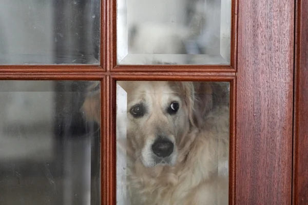 Sorglig hund — Stockfoto