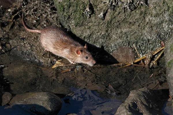 Ratas del río Duero —  Fotos de Stock