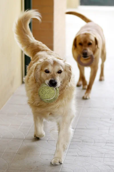 Köpek oyunları — Stok fotoğraf