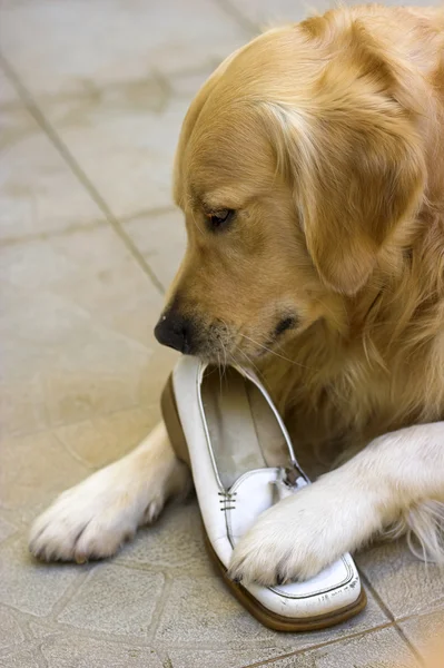 金毛猎犬咀嚼一只鞋 — 图库照片