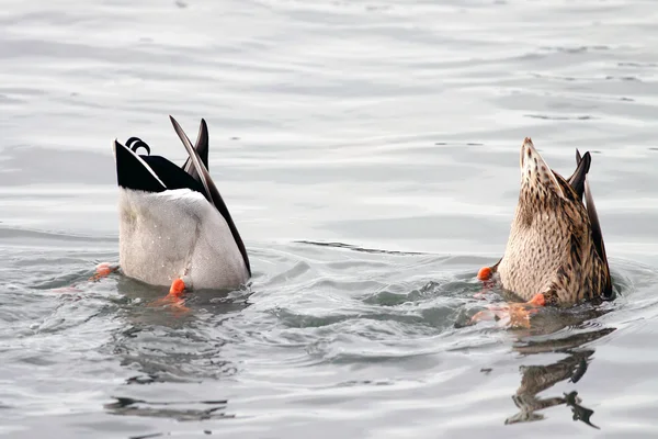 Diving ducks — Stock Photo, Image