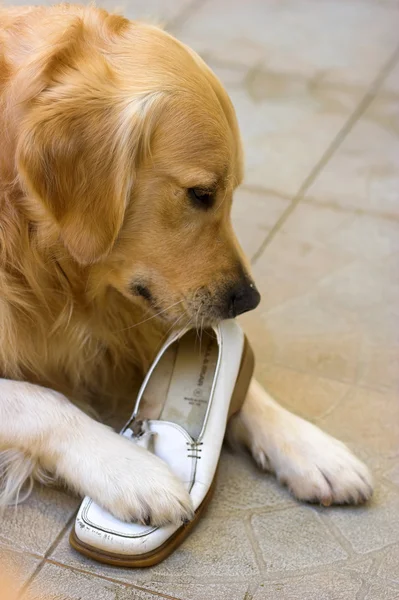 Golden retriever masticando un zapato — Foto de Stock