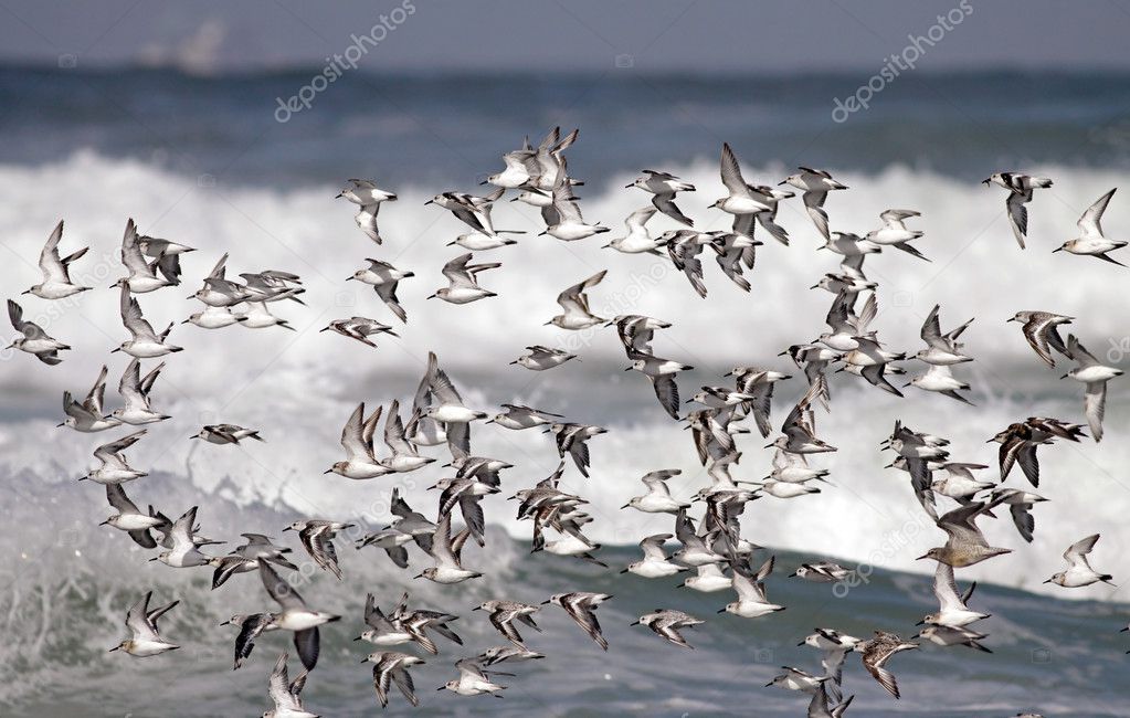 Troupeau De Vol Doiseaux De Mer Photographie