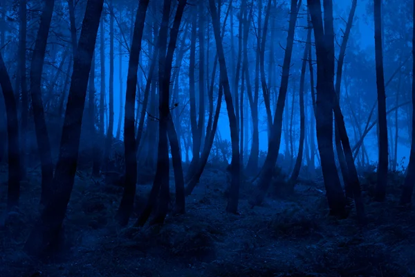 Blue foggy woods — Stock Photo, Image