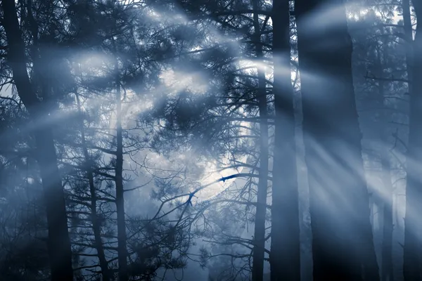 Forêt de pleine lune — Photo