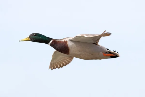 Mallard pato volando —  Fotos de Stock