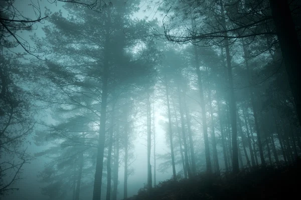 Foresta misteriosa — Foto Stock