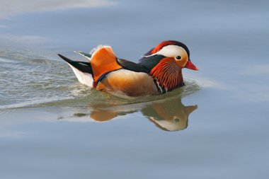 renkli mandarin ördeği