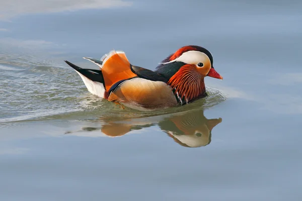 Pato mandarina colorido — Fotografia de Stock