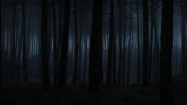 Foggy forest at night or dusk