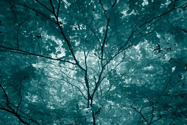 Infrared leaves