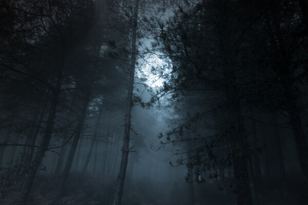 Mysterious foggy full moon pinewood