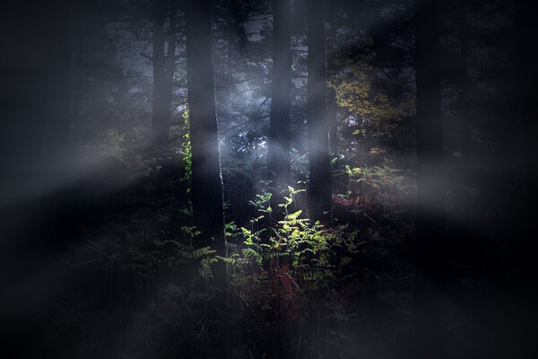 Mysterious foggy dense woods at dawn
