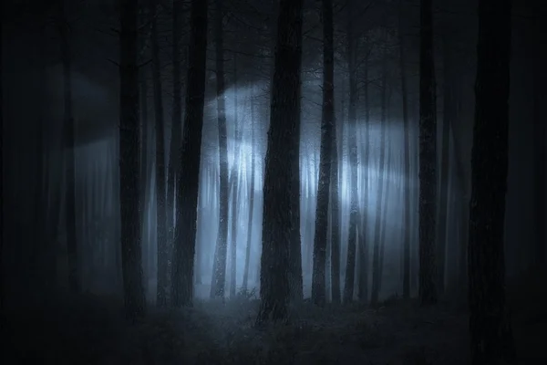 Жуткий туманный лес — стоковое фото