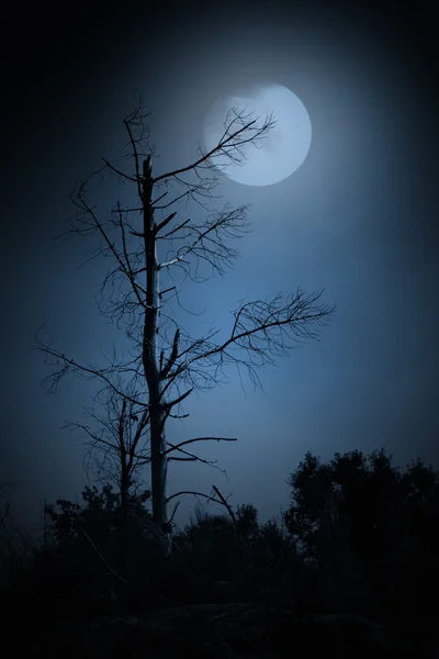 Árbol muerto —  Fotos de Stock