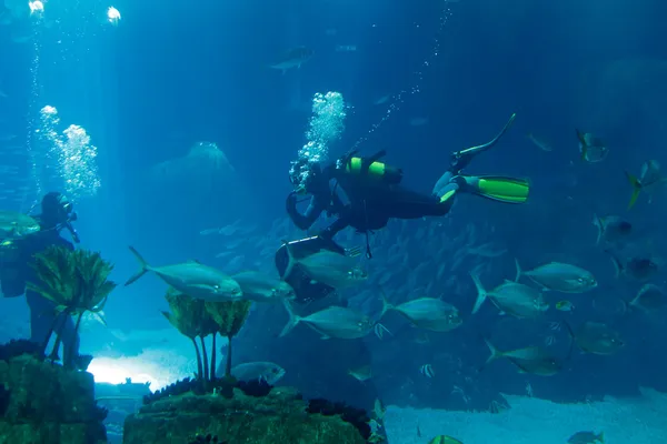 Het oceanarium van Lissabon — Stockfoto