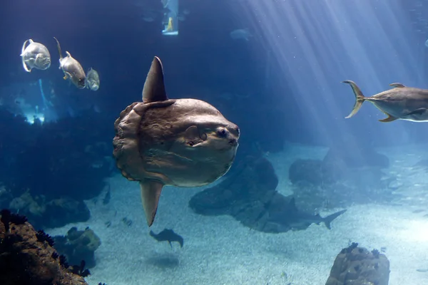 Měsíčník svítivý (mola mola) — Stock fotografie