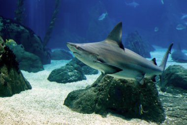 Lisbon oceanarium köpekbalığı