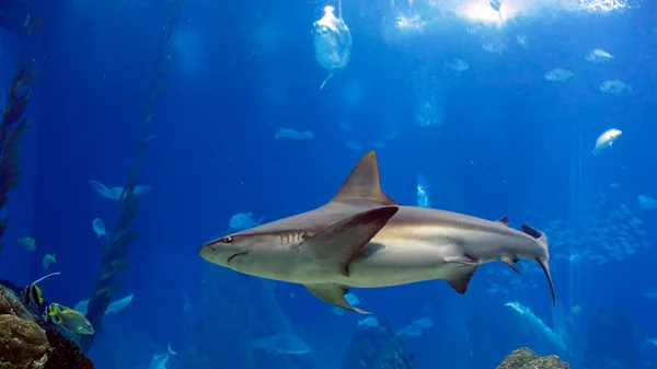 Žralok — Stock fotografie