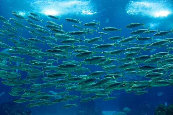 Hejno makrel — Stock fotografie