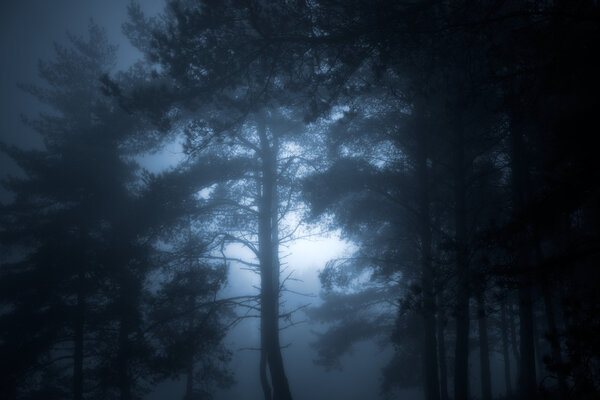 Magic moonlit glowing dark forest
