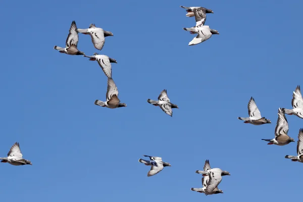 Carrier pigeons in flight — Stock Photo, Image