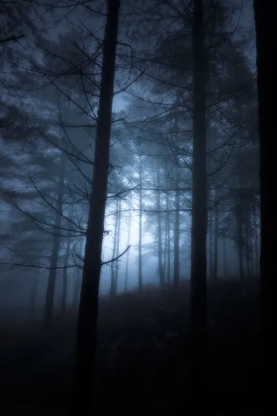 Glödande skog — Stockfoto