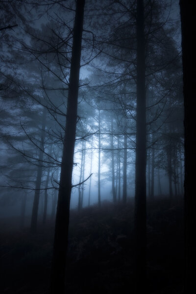 Magic moonlit glowing dark forest