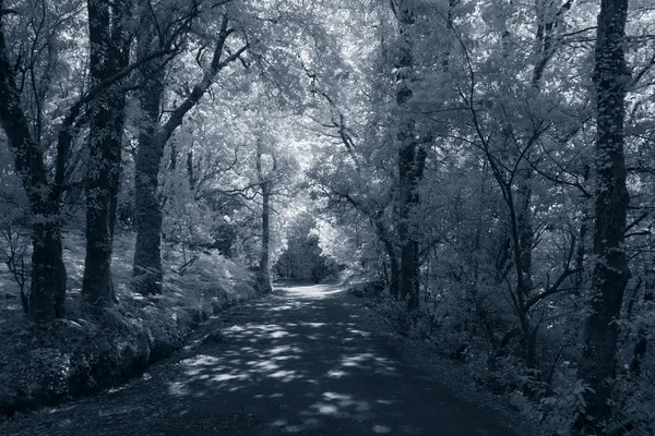 Deep forest path