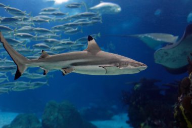 Lisbon oceanarium köpekbalığı