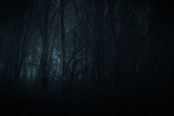 Luz escura da floresta — Fotografia de Stock