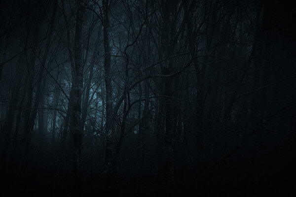Mysterious dark forest at twilight