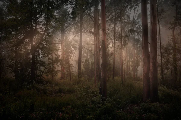 Magic Light Foggy Forest — Stock Photo, Image
