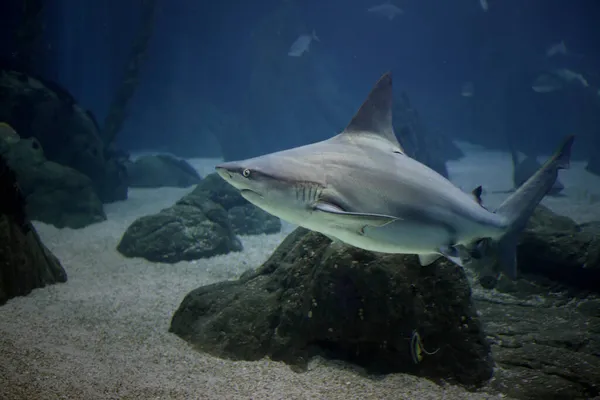 Primo Piano Sullo Squalo Oceano Acquario Foto — Foto Stock