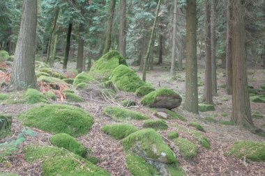 Yosunlarla kaplı derin orman kayaları. Peneda Geres Ulusal Parkı, Portekiz 'in kuzeyi.