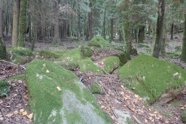 Yosunlarla kaplı derin orman kayaları. Peneda Geres Ulusal Parkı, Portekiz 'in kuzeyi.