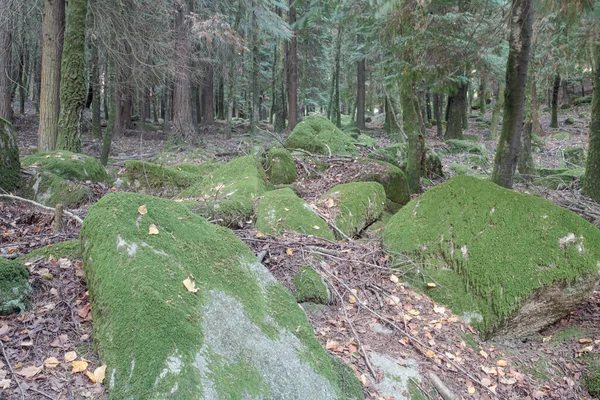 Bois Profonds Rochers Couverts Mousse Parc National Peneda Geres Nord — Photo