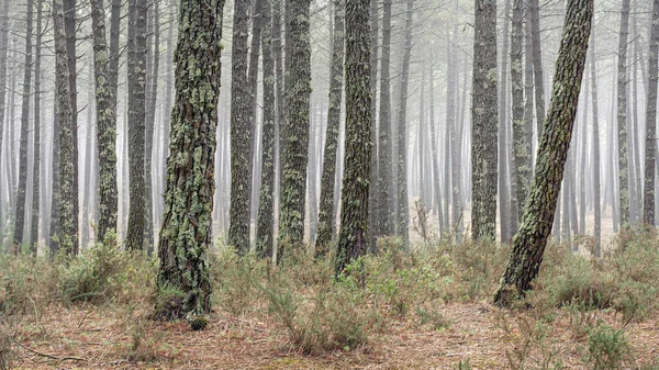 Pinède Dans Matin Brumeux Portugal — Photo