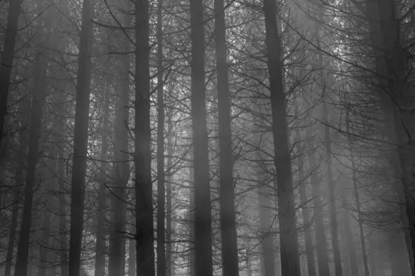 Таинственные Туманные Сосны Сумерках Конвертированное Черно Белое — стоковое фото