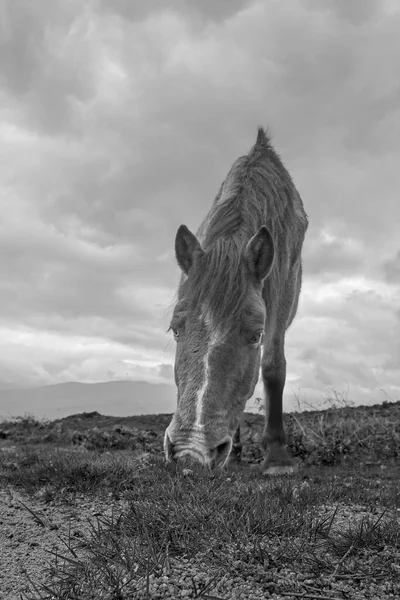 Primer Plano Caballo Semi Salvaje Parque Nacional Peneda Geres Norh —  Fotos de Stock