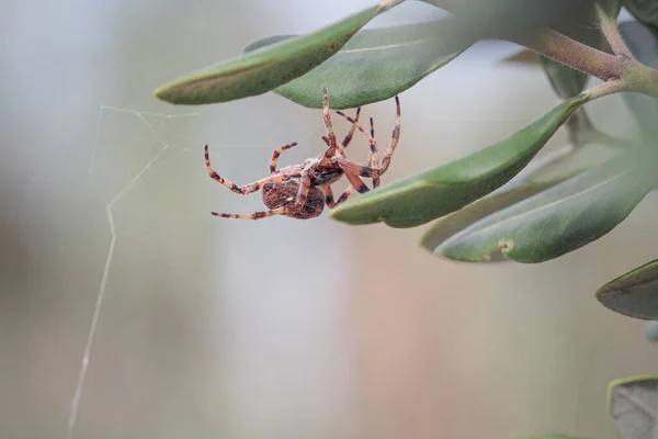 Araignée Tissant Toile Dans Une Prairie Portugaise Nord — Photo