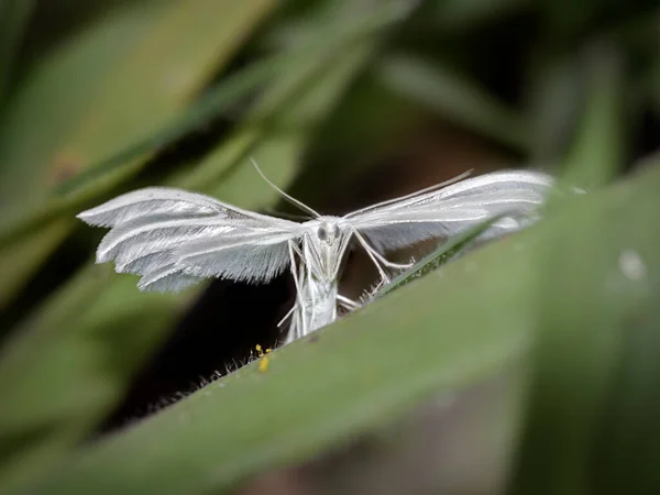 ポルトガル北部の草原の白い蛾 — ストック写真