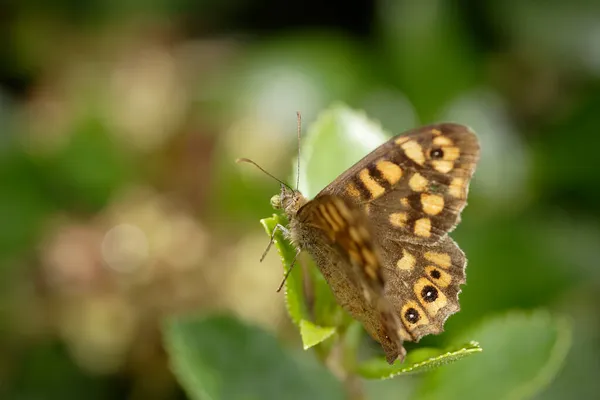 Kuzey Portekiz Çayırlarında Güzel Bir Kelebeğin Makro — Stok fotoğraf