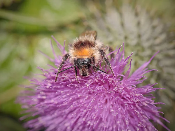 Haarige Bienen Saugen Pollen Einer Wildblume Oberflächlicher Dof — Stockfoto