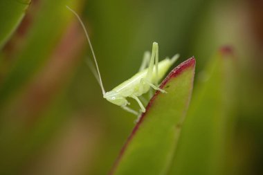 Kuzey Portekiz kaktüsünün kaktüsündeki saydam yeşil çekirge..